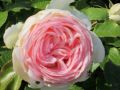 Strauchrose 'Eden Rose 85' � - Rosa 'Eden Rose 85' �