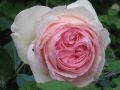 Strauchrose 'Eden Rose 85' � - Rosa 'Eden Rose 85' �