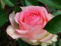 Strauchrose 'Eden Rose 85' � - Rosa 'Eden Rose 85' �