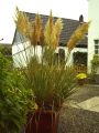 Pampasgras wei� - Cortaderia selloana