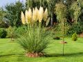 Pampasgras wei� - Cortaderia selloana