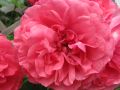 Kletterrose 'Rosarium Uetersen' � - Rosa 'Rosarium Uetersen' �