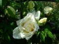 Kletterrose 'Ilse Krohn Superior' � - Rosa 'Ilse Krohn Superior' �