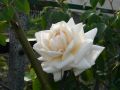 Kletterrose 'Ilse Krohn Superior' � - Rosa 'Ilse Krohn Superior' �