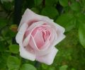 Kletterrose 'New Dawn' - Rosa 'New Dawn'