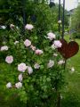 Kletterrose 'New Dawn' - Rosa 'New Dawn'