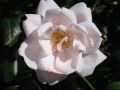 Kletterrose 'New Dawn' - Rosa 'New Dawn'