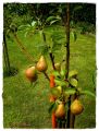 Sommerbirne 'Williams Christbirne' - Pyrus 'Williams Christbirne'