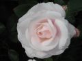 Beetrose 'Aspirin-Rose'  � ADR-Rose - Rosa 'Aspirin-Rose'  � ADR-Rose
