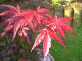 Roter F�cherahorn 'Atropurpureum' - Acer palmatum 'Atropurpureum'
