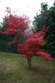 Roter F�cherahorn 'Atropurpureum' - Acer palmatum 'Atropurpureum'