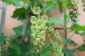 Rote Johannisbeere 'Jonkheer van Tets' - Ribes rubrum 'Jonkheer van Tets'