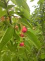 Kupfer Felsenbirne / Amelanchier / Felsenbirne - Amelanchier lamarckii