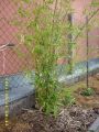 Riesenbambus / Gr�nrohr Bambus - Phyllostachys bissetii