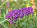 Sommerflieder / Schmetterlingsstrauch 'Black Knight' - Buddleja davidii 'Black Knight'