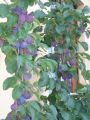Pflaume 'The Czar' - Prunus 'The Czar'