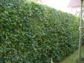 Hainbuche / Wei�buche / Carpinus betulus - Carpinus betulus