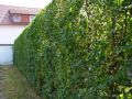 Hainbuche / Wei�buche / Carpinus betulus - Carpinus betulus