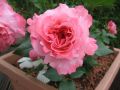 Edelrose 'Augusta Luise' � - Rosa 'Augusta Luise' �