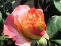 Edelrose 'Augusta Luise' � - Rosa 'Augusta Luise' �