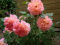 Edelrose 'Augusta Luise' � - Rosa 'Augusta Luise' �