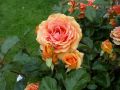 Edelrose 'Ashram' � - Rosa 'Ashram' �