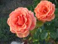 Edelrose 'Ashram' � - Rosa 'Ashram' �