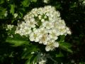 Eingriffeliger Wei�dorn - Crataegus monogyna