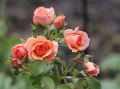 Beetrose 'Aprikola' � - Rosa 'Aprikola' �