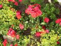 Beetrose 'Rotilia' � - Rosa 'Rotilia' �
