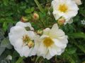 Bodendeckerrose 'Diamant' � - Rosa 'Diamant' �
