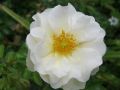 Bodendeckerrose 'Diamant' � - Rosa 'Diamant' �