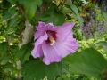 Garteneibisch 'Blue Bird' /  'Oiseau Bleu'auf Stamm - Hibiscus 'Blue Bird' / 'Oiseau Bleu'Stamm