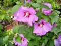 Garteneibisch 'Blue Bird' /  'Oiseau Bleu'auf Stamm - Hibiscus 'Blue Bird' / 'Oiseau Bleu'Stamm