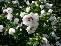 Garteneibisch 'Red Heart' - Hibiscus syriacus 'Red Heart'
