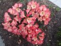 Rhododendron 'Barbarella' - Rhododendron yakushimanum 'Barbarella'