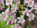 Perlmuttstrauch / Kolkwitzie - Kolkwitzia amabilis