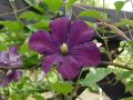 Clematis 'Etoile Violett' - Clematis viticella 'Etoile Violett'