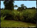 Schwarzgr�ner Liguster 'Atrovirens' / Wintergr�ner Liguster - Ligustrum vulgare 'Atrovirens'