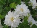 Clematis 'Arctic Queen' TM Evitwo (N) - Clematis 'Arctic Queen' TM Evitwo (N)