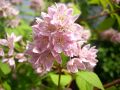Erdbeerduft Deutzie / Sternchenstrauch 'Strawberry Field' - Deutzia hybrida 'Strawberry Field'