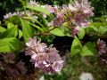 Erdbeerduft Deutzie / Sternchenstrauch 'Strawberry Field' - Deutzia hybrida 'Strawberry Field'