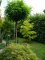 Kugel-Robinie / Kugelakazie - Robinia pseudoacacia 'Umbraculifera'