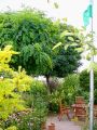 Kugel-Robinie / Kugelakazie - Robinia pseudoacacia 'Umbraculifera'