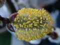 H�ngende K�tzchenweide auf Stamm - Salix caprea 'Pendula'  / 'Kilmarnock' Stamm