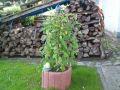 H�ngende K�tzchenweide auf Stamm - Salix caprea 'Pendula'  / 'Kilmarnock' Stamm