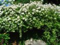 Ramblerrose 'Filipes Kiftsgate' - Rosa 'Filipes Kiftsgate'