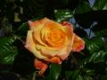 Kletterrose 'Moonlight' � - Rosa 'Moonlight' �