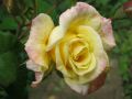 Kletterrose 'Moonlight' � - Rosa 'Moonlight' �