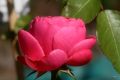 Beetrose 'Leonardo da Vinci' � - Rosa 'Leonardo da Vinci' �